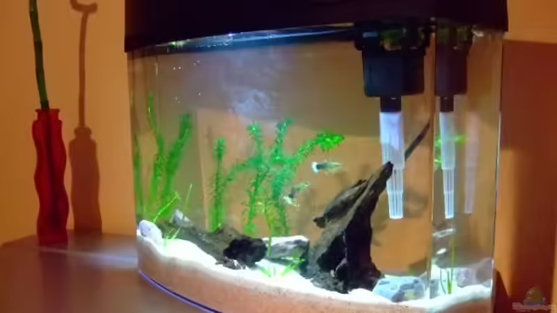 Gesamtansicht von Sascha Oelze (2)