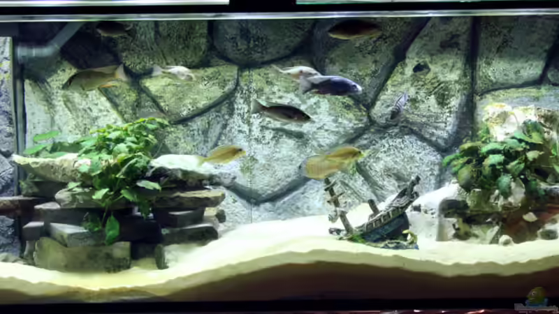 Gesamtansicht von Selina (1)