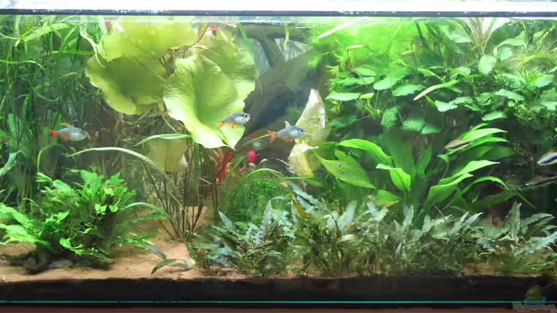 Gesamtansicht von Selina