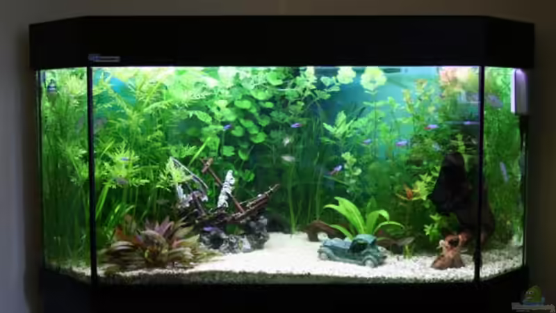 Gesamtansicht von Sharkbait (2)