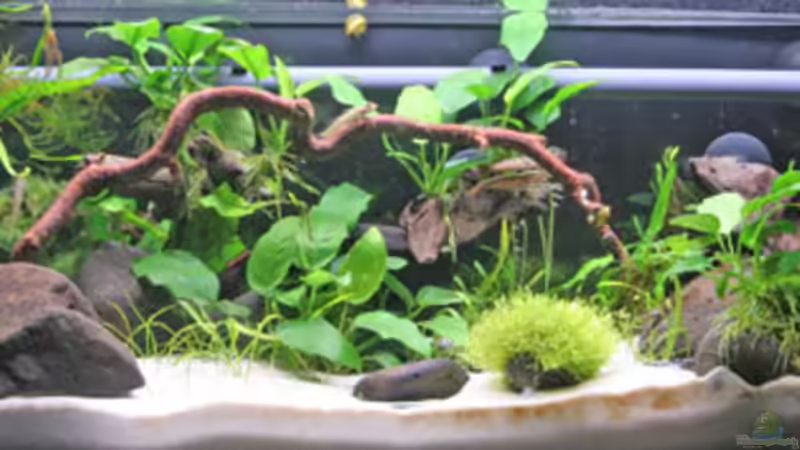 Gesamtansicht von Stielauge (1)