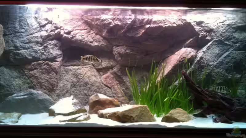 Gesamtansicht von TheToxicAvenger (2)