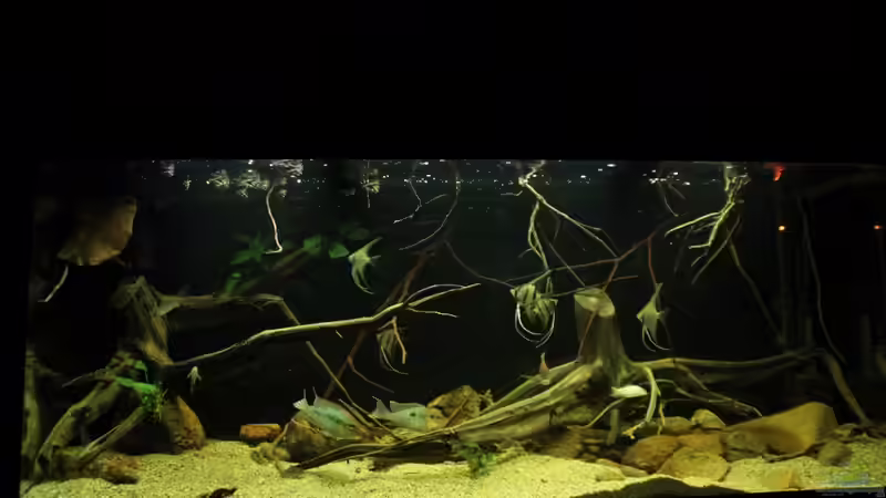 Gesamtansicht von Thomas S-H (1)