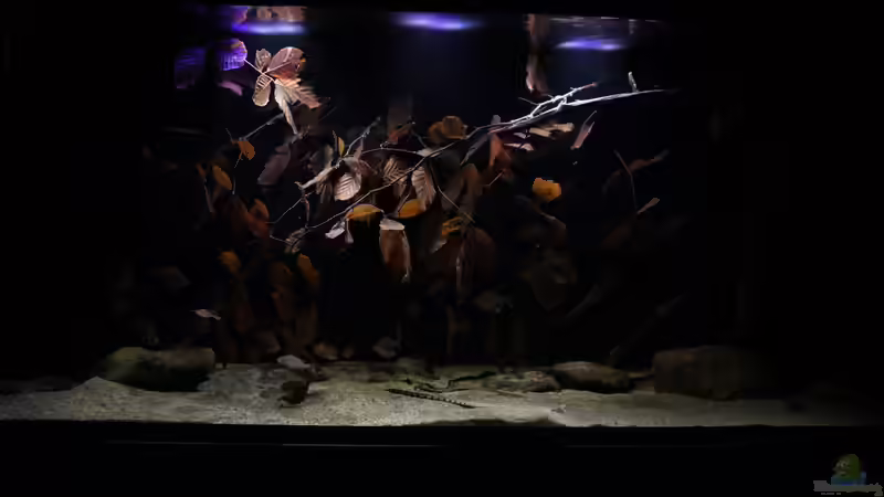 Gesamtansicht von Thomas S-H (1)