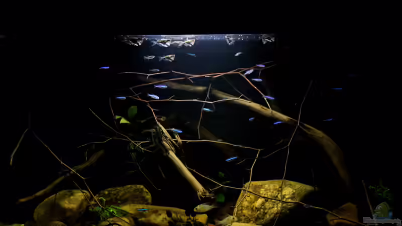 Gesamtansicht von Thomas S-H (1)