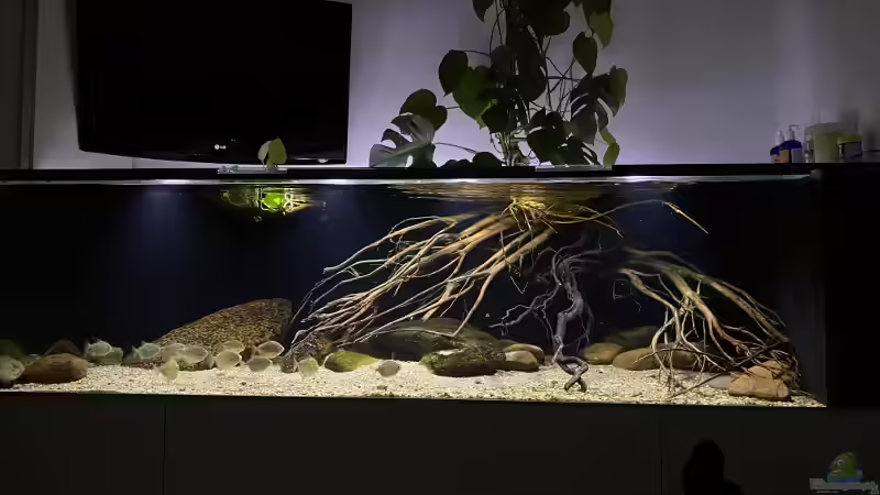 Gesamtansicht von Thomas S-H (2)