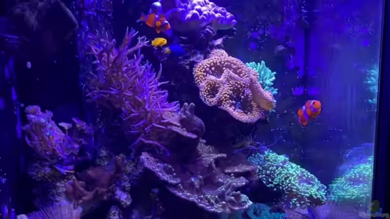 Gesamtansicht von Thomas S-H (2)