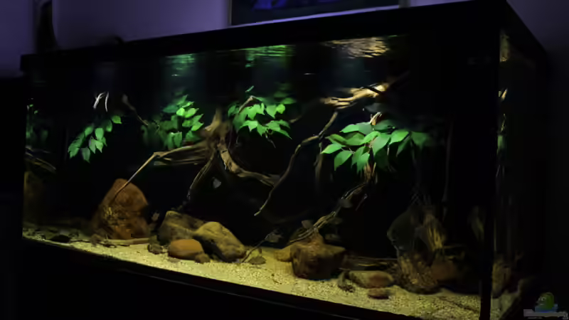 Gesamtansicht von Thomas S-H (5)