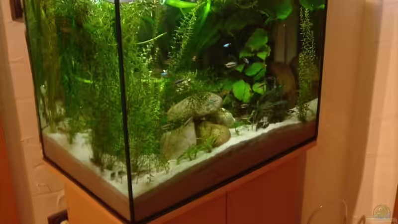 Gesamtansicht von Traenenreiter (2)