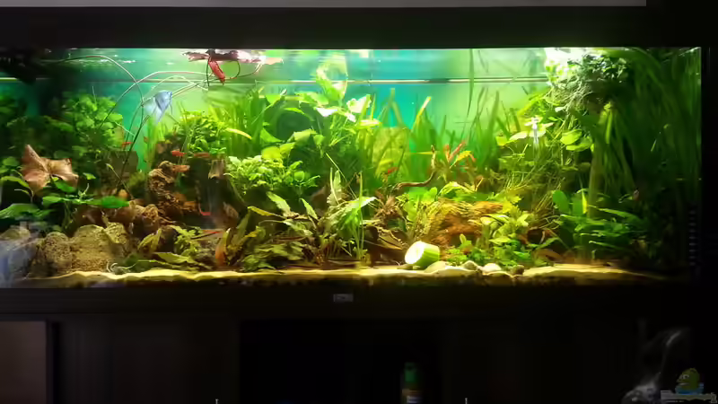 Gesamtansicht von Zohan (1)