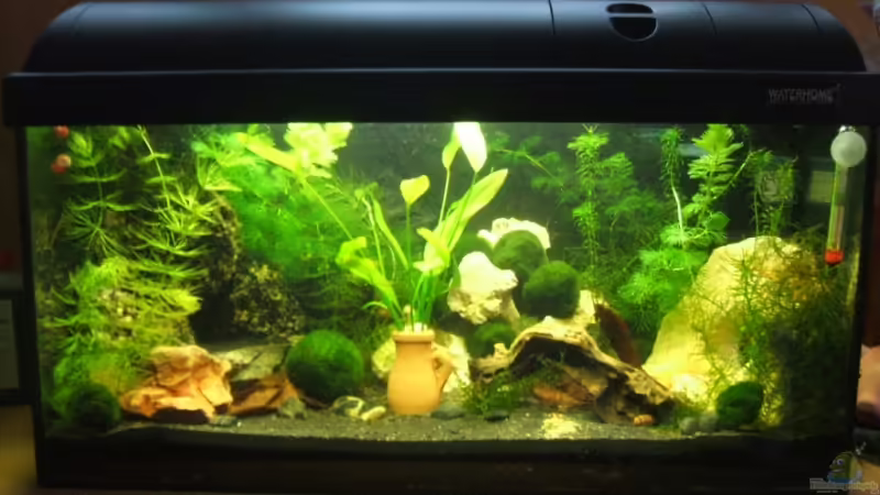 Gesamtansicht (Vorderansicht) von Dani-lein (1)