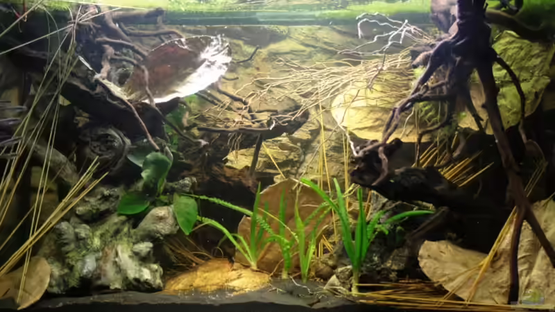 Gesamtansicht West/Zentralafrika Habitat von Florian Bandhauer (6)