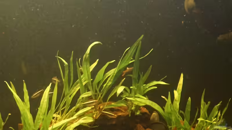 Gesamtansicht2 - Layout3 von Thomas De Vries (5)