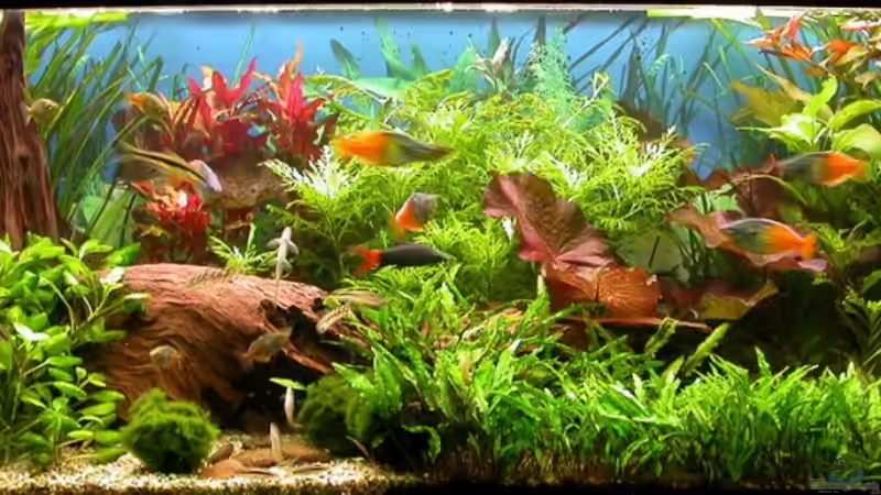 Gesamtaufnahme  19.Januar 2008 von Susanne Schmohl (11)