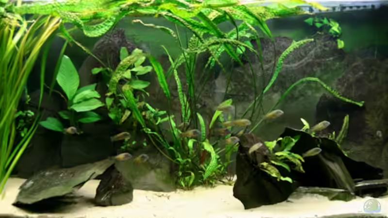 Gesamtbecken nach Umstieg auf Tropheus