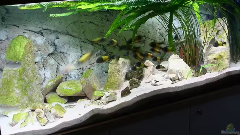 Gesamtbild  von Maclya (1)