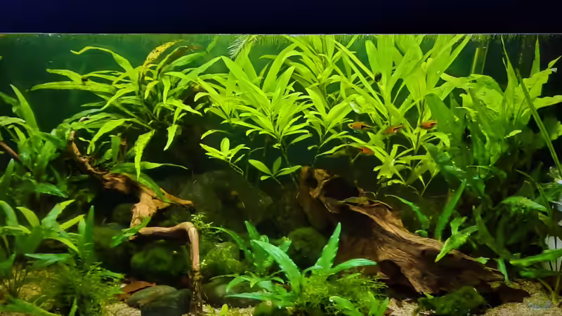 Gesamtbild 05.08.2020 von okefenokee (18)