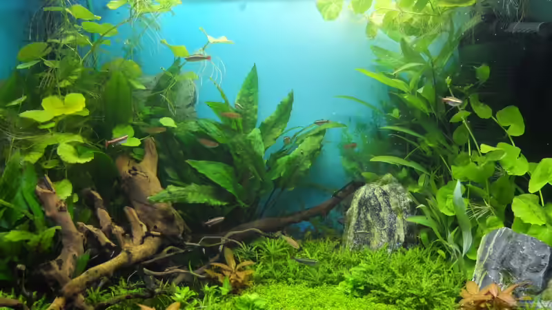 Gesamtbild 23.06.13 von axolotl (8)