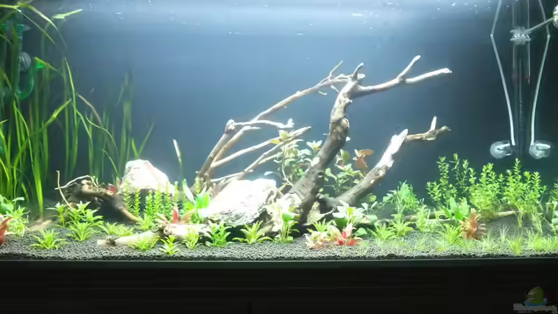 Gesamtbild am 2. Tag von axolotl (18)