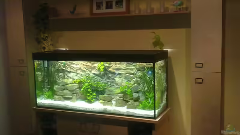Gesamtbild Aquarium komplette Wand von GeneratorG (2)