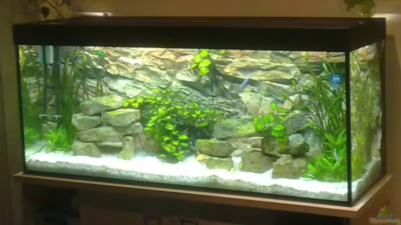 Gesamtbild Aquarium Solo von GeneratorG (1)