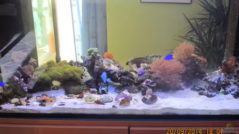 Gesamtbild von lippfisch (50)