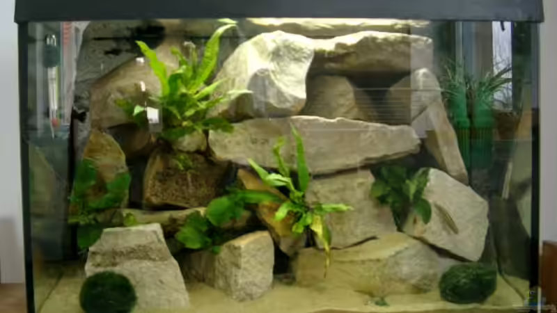 Gesamtbild von vorne von Crenii (1)