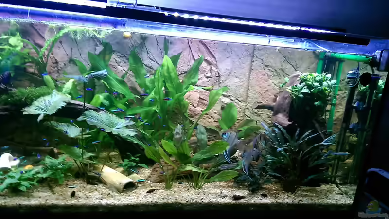 Gesamteindruck von Ottche (94)