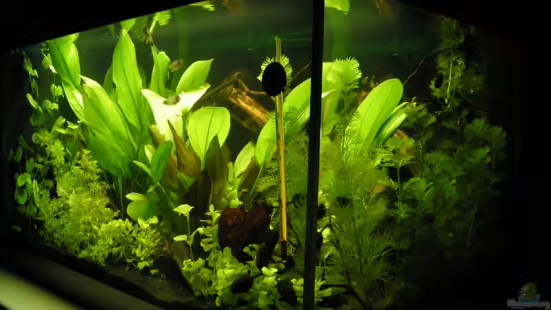 Gesamtes Aquarium 02/2013 von Peggy (1)