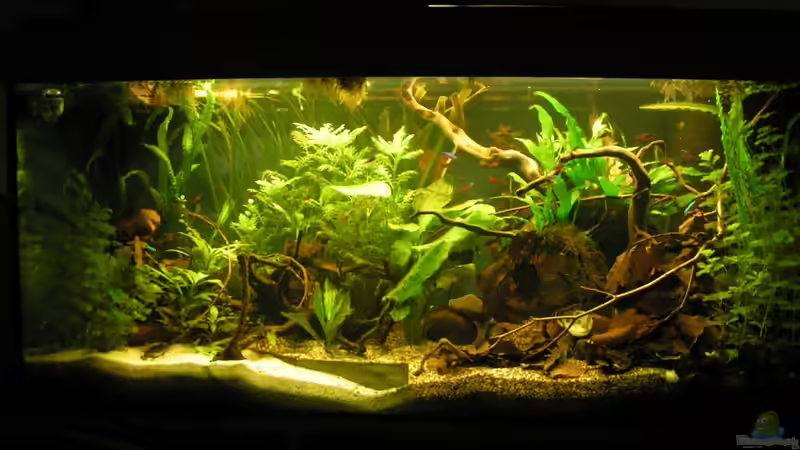 Gesamtes Aquarium 02/2013 von Peggy (8)