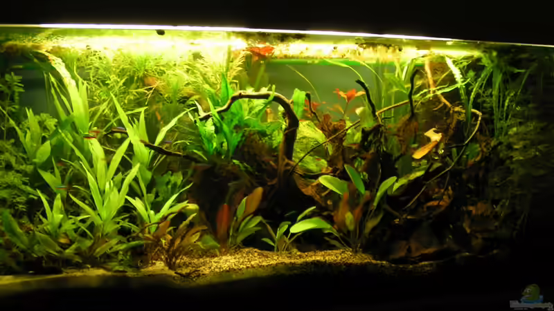 Gesamtes Aquarium nach dem Umgesalten 03/2013 von Peggy (6)