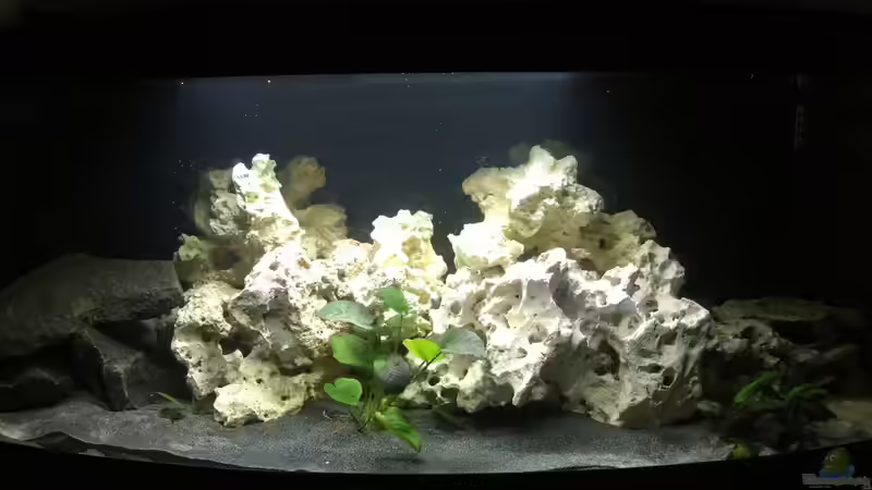 Gesamtes Aquarium (schönere Bilder folgen) von Alexbj93 (1)