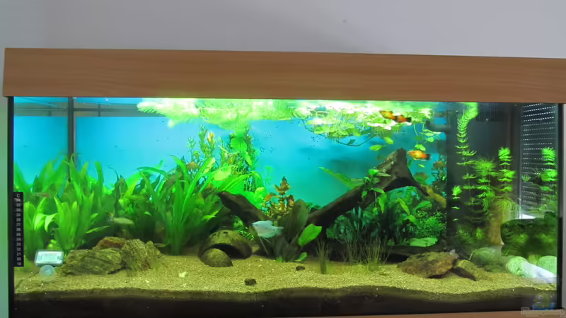 Gesamtes Aquarium von Florian S. (1)