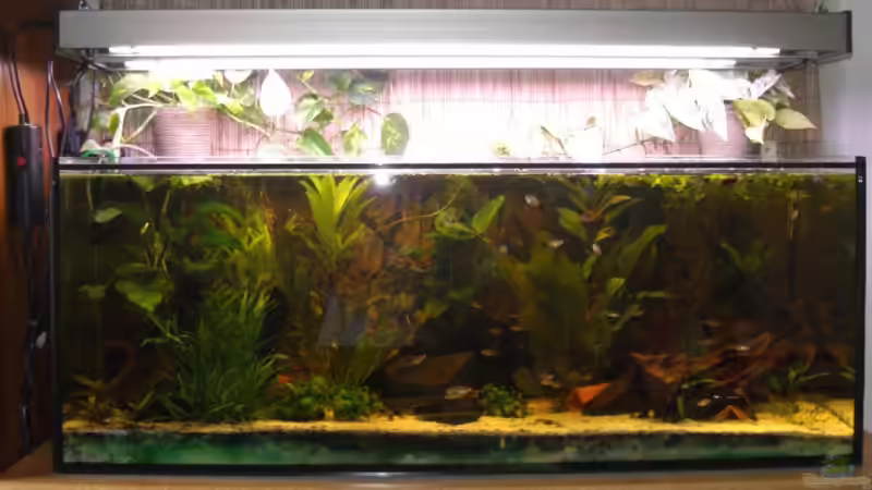 gesamtes Becken --> wirkt leider dunkler als es ist  von Lars Lange (1)