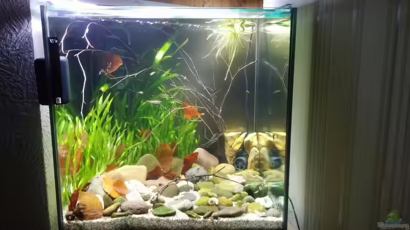 Gesamtes Becken  von Miss Kasimir (3)