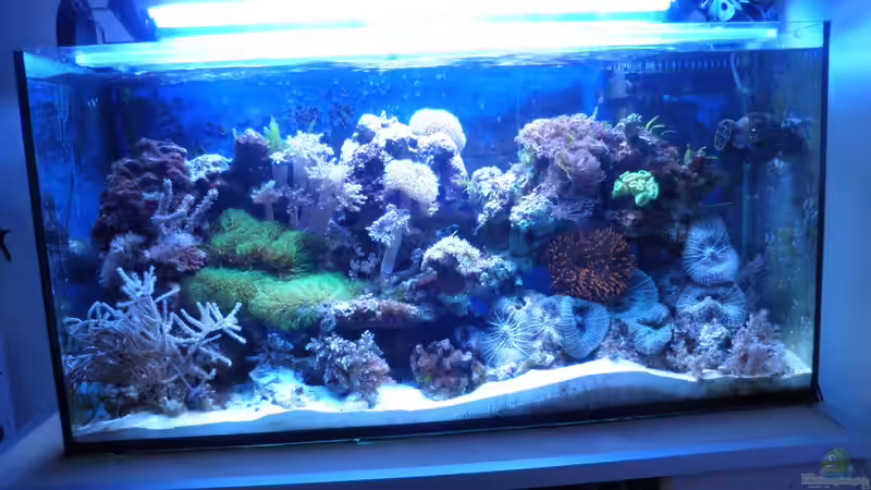 Gesamtes Becken  von Seewasserpanscher (13)