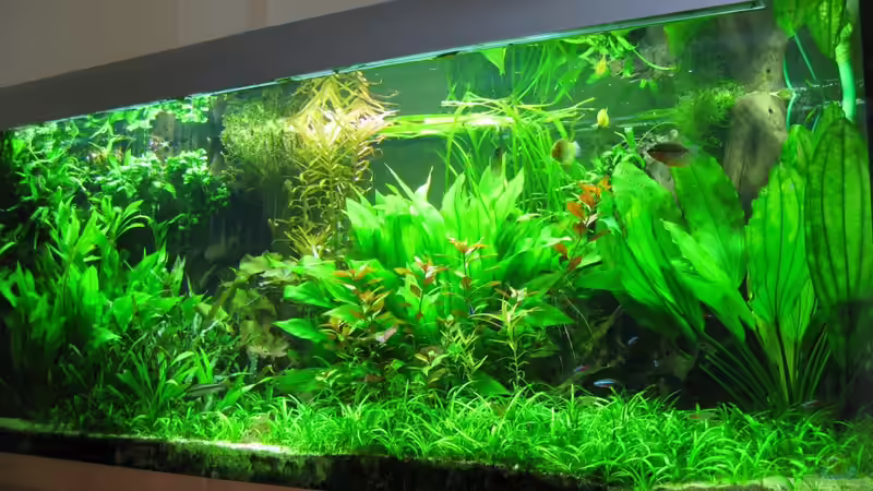 Gesamtsicht Dez 2012 von Rheinländer (12)