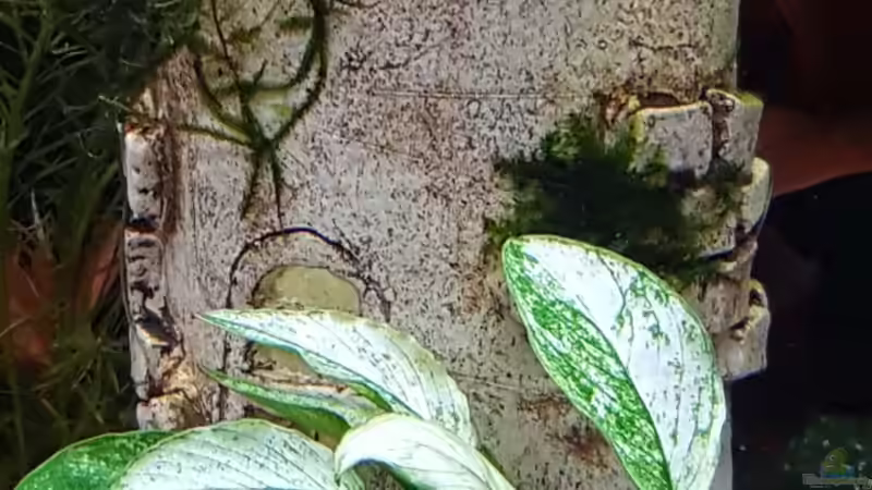 geschecktes Zwergspeerblatt anubia nana von Thomas Müller (37)