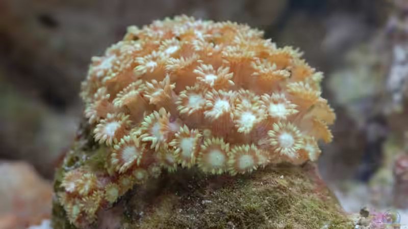 geschenkt bekommen und keine Ahnung was es ist von FrischFisch (18)