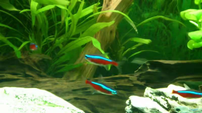 Geschlechtererkennung nahe 0 von Stephan Groß (24)