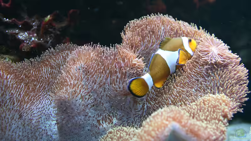 Geschlechterwechsel bei Anemonenfischen