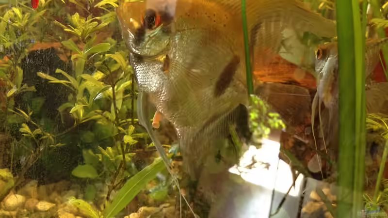 Geschlechtmerkmal skalar von Ceylon (64)