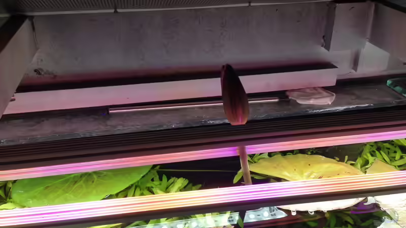 Geschlossen Blüte vom Tiegerlotus von Dominik Wexenberger (12)