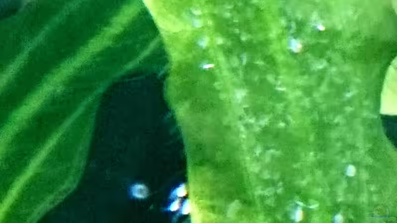 Geschlüpften Skalare I er 26.09.18 von Helene (28)