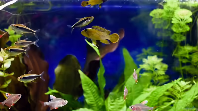 Geselliges Beisammen Sein von Acki50 (74)