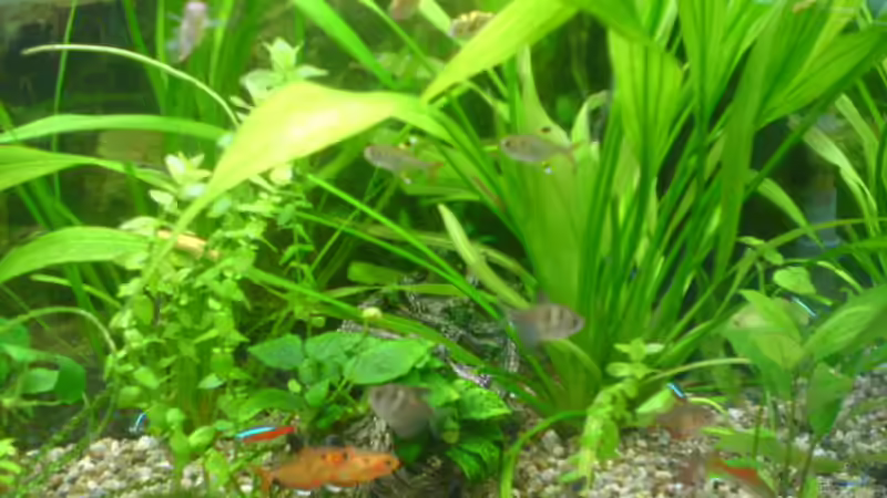 geselliges Treiben.... von Michael Roßner (3)