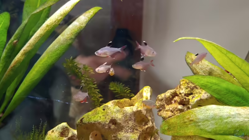 Gesellschaft 2 von Juno (36)