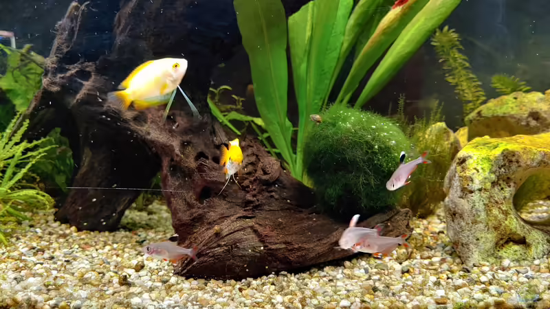 Gesellschaft von Juno (34)