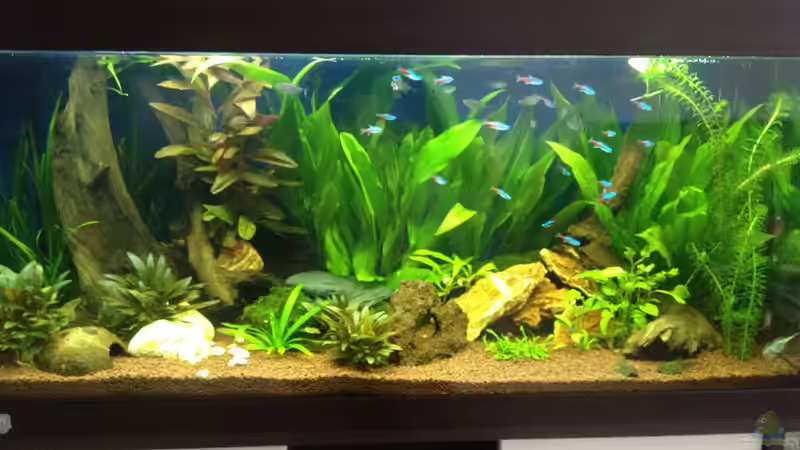 Gesellschaft von Tobiaschwilly (8)