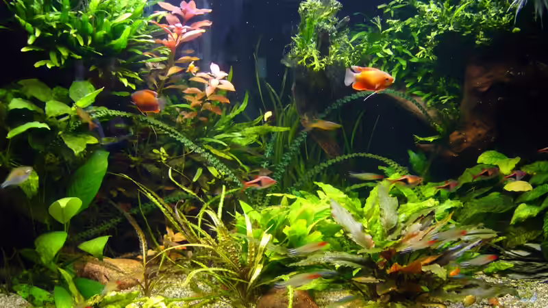 Gesellschaftsaquarium von Jago (1)